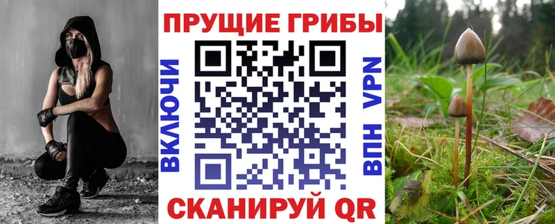 закладка  Спасск  Псилоцибиновые грибы Psilocybine cubensis 